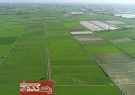 رئیس جهاد کشاورزی گیلان عنوان کرد : تخصیص اعتبار ۳۰ میلیاردی برای یکپارچه سازی اراضی شالیزاری گیلان